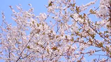 4k实拍春日风光盛开的樱花风光视频的预览图